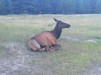 Elk in Whistler meadow