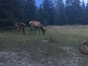 Elk in Whistler meadow